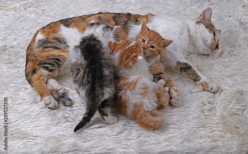 Kittens with their mother © mylasa