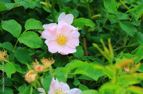 Close-up of a dog rose  Rosa canina  with green leaves on a blurry background
