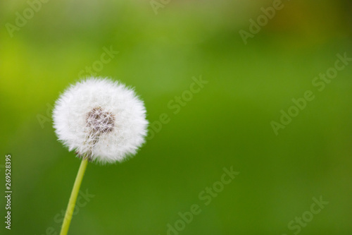 Dandelion flying on green background