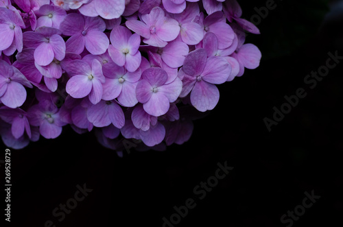 Bush of pink hydrangea flowers on black background with space for text.