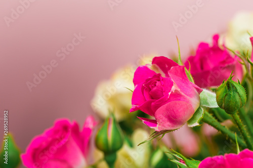 bouquet of small colored roses on a rose  background close up view  - Image