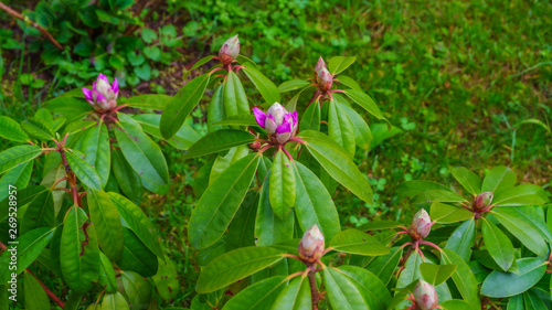 Rhododendrenbusch mit Knospen