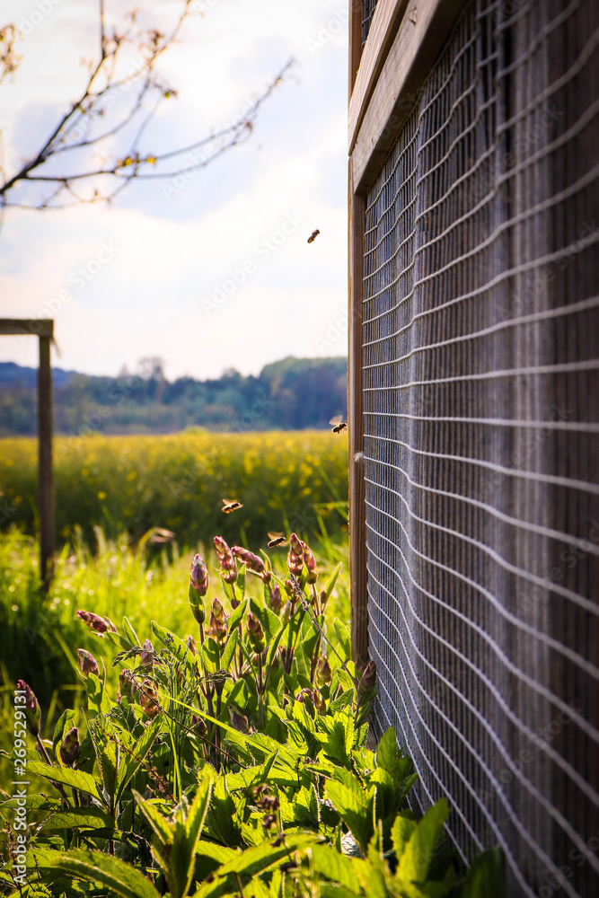 Fototapeta premium Insektenhotel im Biosphärenreservat Bliesgau im Saarland, Deutschland