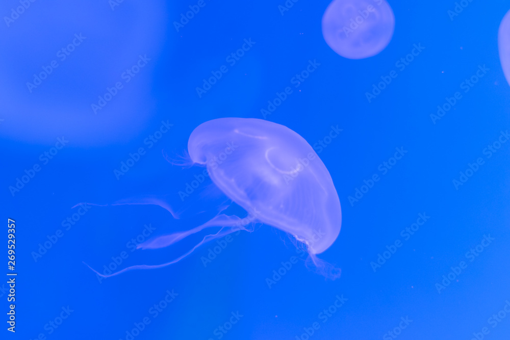 Close-up Jellyfish, Medusa in fish tank with neon light. Jellyfish is free-swimming marine coelenterate with a jellylike bell- or saucer-shaped body that is typically transparent. Close-up Jellyfish, Medusa in fish tank with neon light. Jellyfish is free-swimming marine coelenterate with a jellylike bell- or saucer-shaped body that is typically transparent.