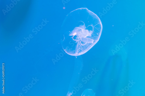 Close-up Jellyfish, Medusa in fish tank with neon light. Jellyfish is free-swimming marine coelenterate with a jellylike bell- or saucer-shaped body that is typically transparent. photo