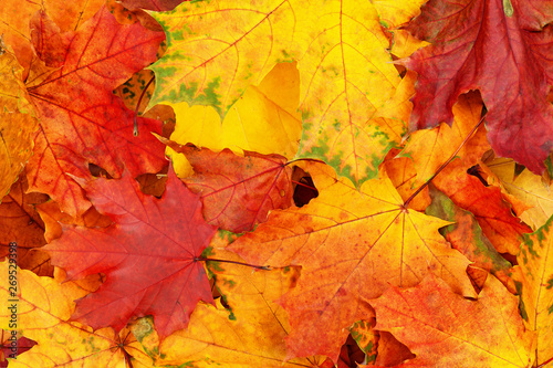 Closeup of autumn colorful ...