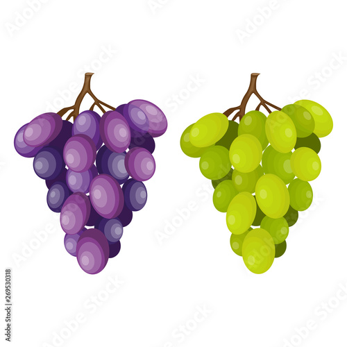 Bunch of grapes, vector illustration