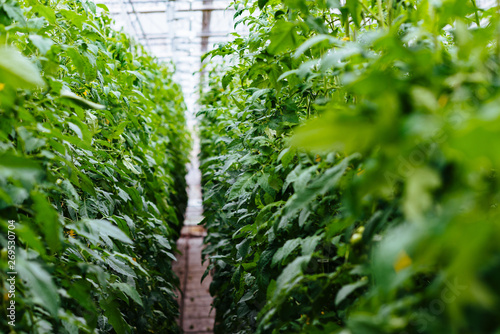 Greenhouse with tomatoes, long aisle between green plants