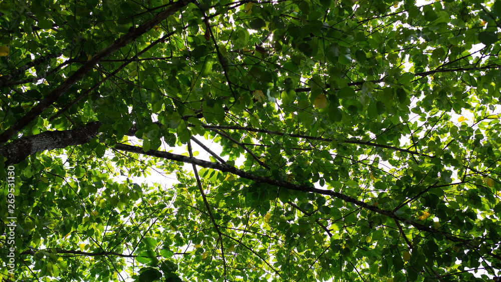 Fototapeta premium green leaves in the forest