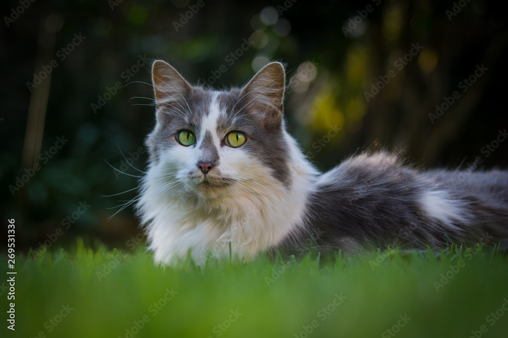 Grey and white Cat in the grass