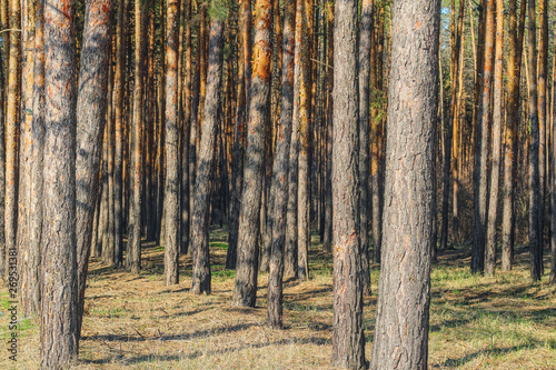 row of tall slender pine trunks in the forest