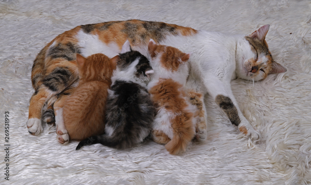 Kittens with their mother