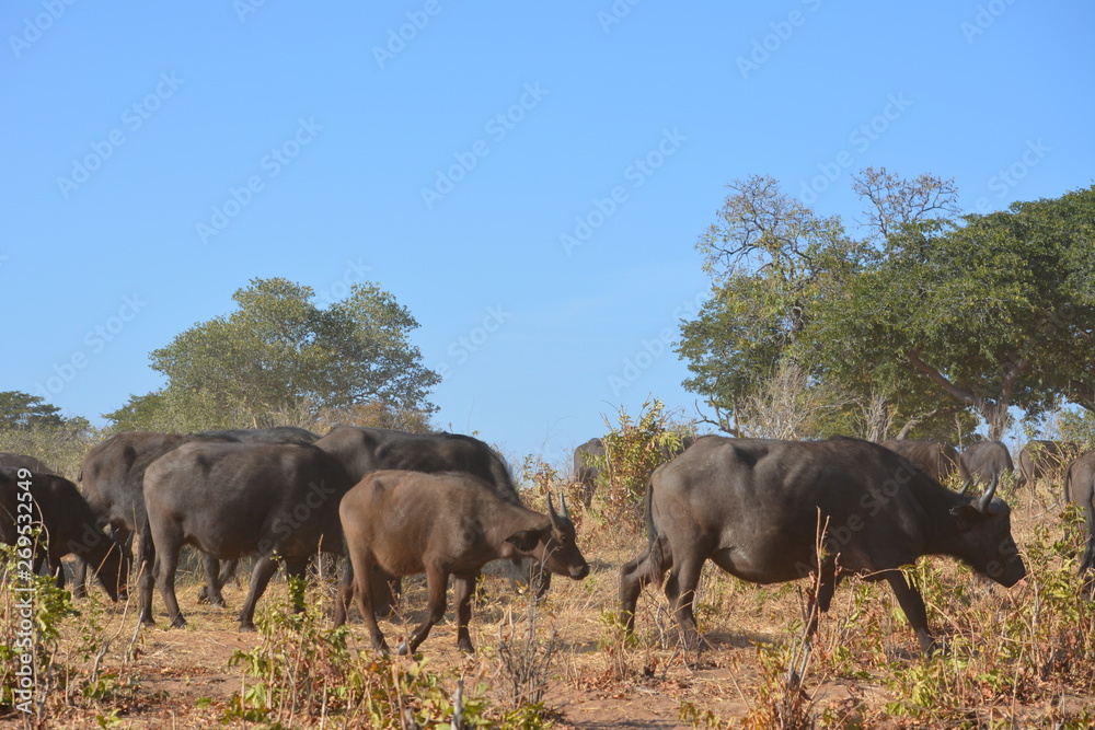 Fototapeta premium botswana (safari fotografico)