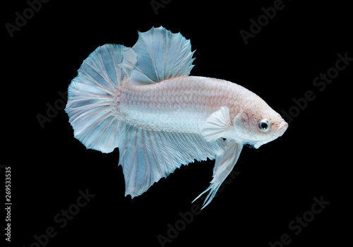 Betta fish white in the aquarium