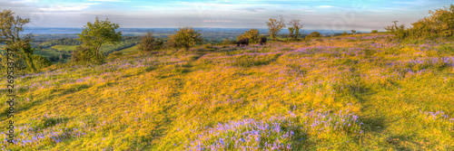 Quantock Hills Somerset with bluebells and wild ponies in colourful HDR panoramic view