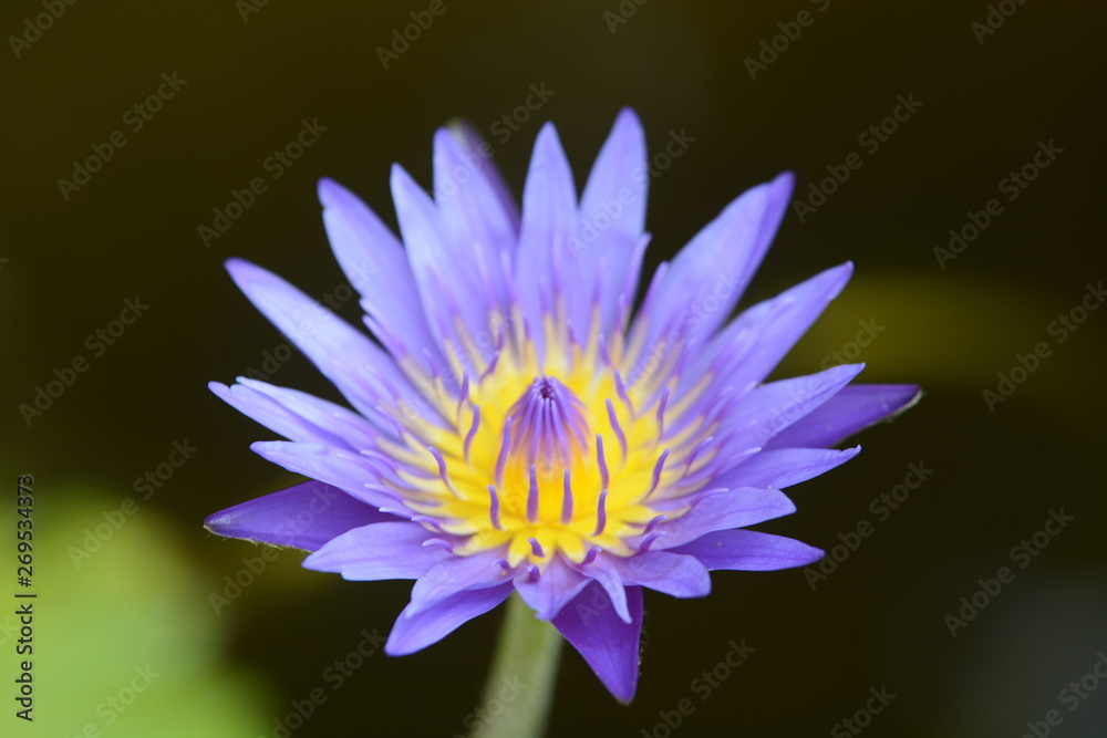 lotus in pond lotus in pond