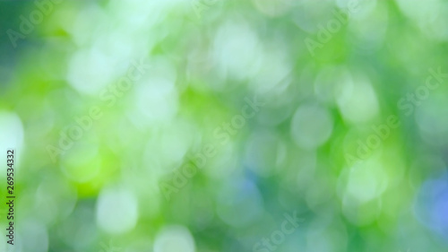 Sunlight green bio background, abstract blurred foliage sun light. Organic design nature abstract background with copyspace for text advertising design. Blur nature image in sunshine and bokeh effect