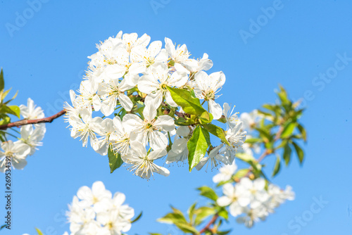 Blooming cherry flowers branch close up. Beautiful blues sky