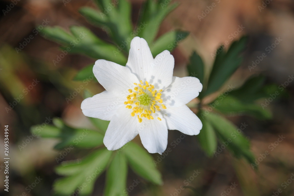 Obraz premium white flower