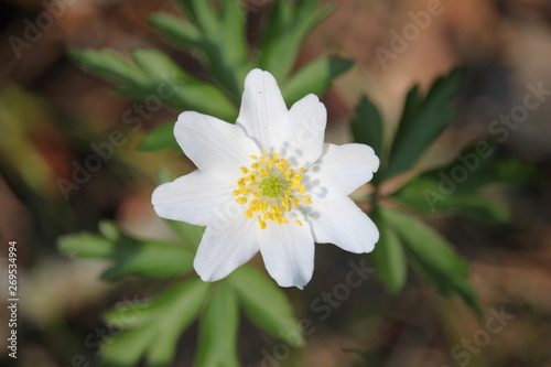 white flower