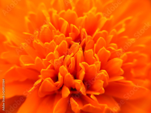 Nature. Plant. Orange flower. macro photography