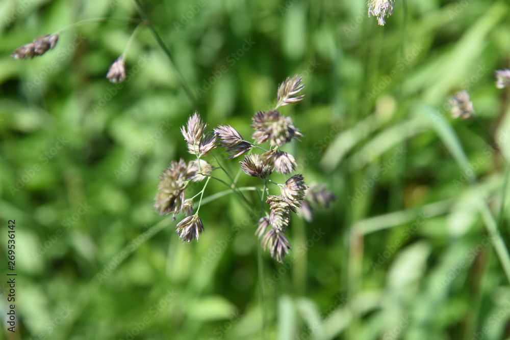 Orchard grass is the cause of hay fever. Orchard grass is the cause of hay fever.