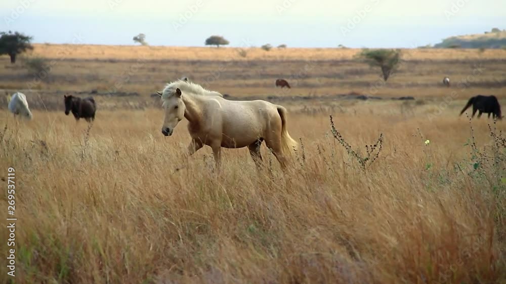 a horse runs on the meadow of the island of Sumba a horse runs on the meadow of the island of Sumba