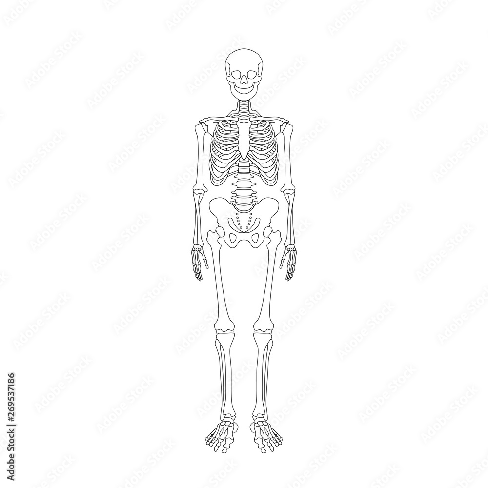 human skeleton system outline isolated on white background