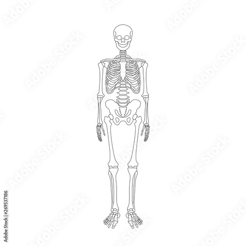 human skeleton system outline isolated on white background
