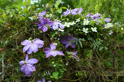 Pink, purple flowers of Clematis Dianas Delight