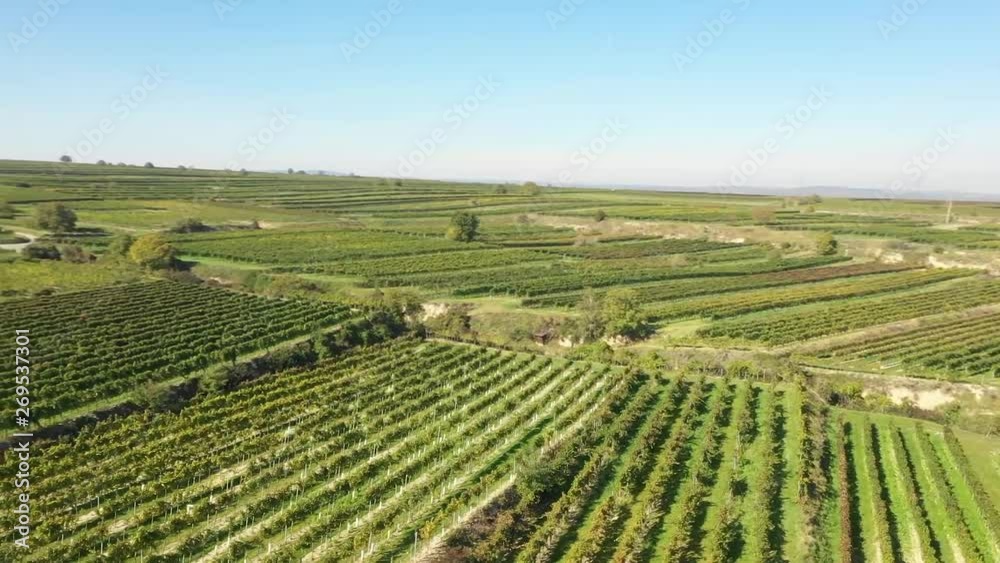 Fast flight with drone above vineyards. Fast flight with drone above vineyards.