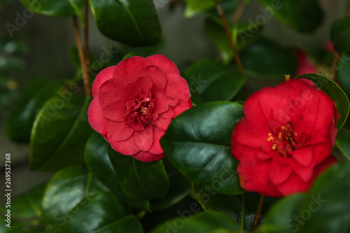 Red Camellia flower  Camellia reticulata .