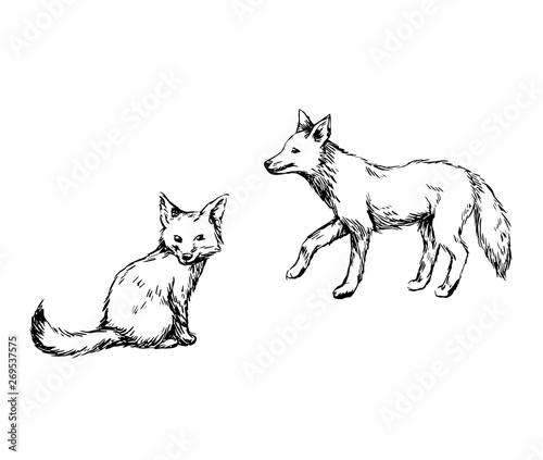 Ink sketches of fox vector