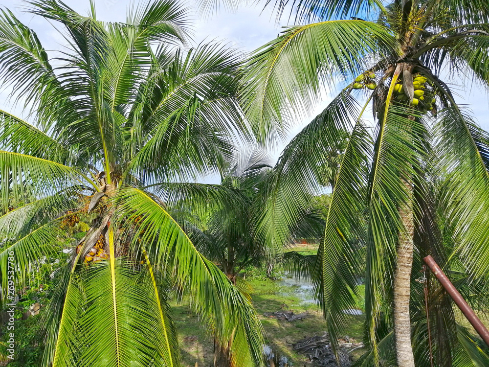 Fototapeta premium Coconut tree with coconut