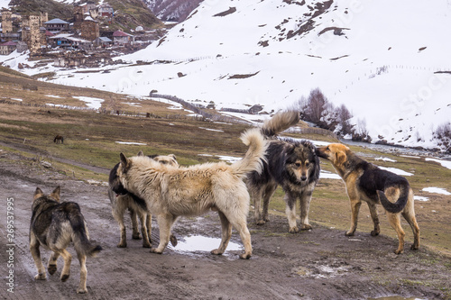 pack of dogs in svanetia