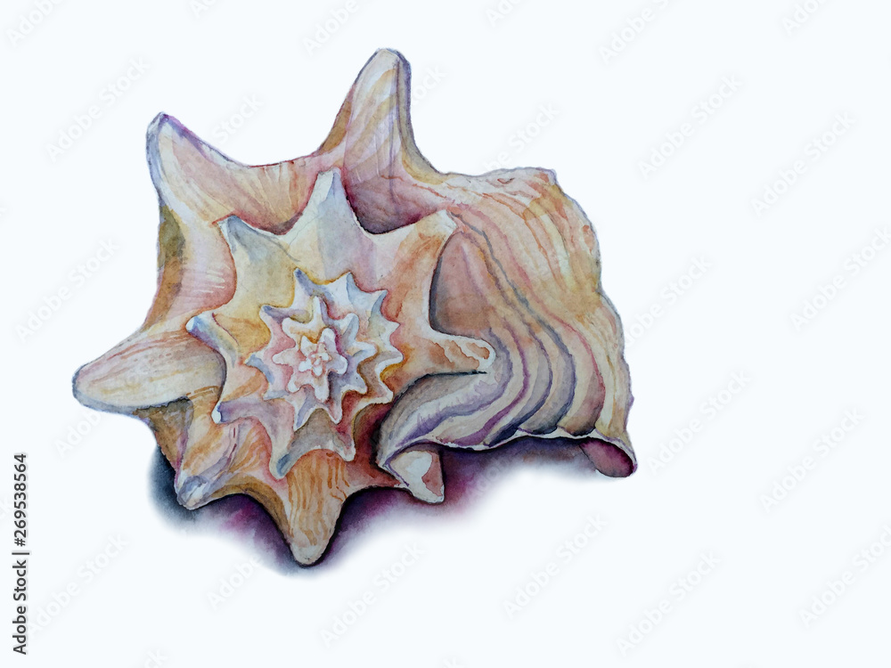 Hand drown watercolor illustration seashell isolated on white background Hand drown watercolor illustration seashell isolated on white background