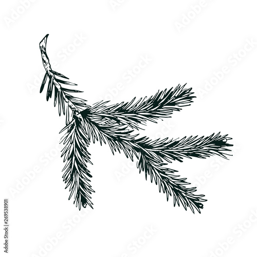 Fir tree branch ink drawing vector