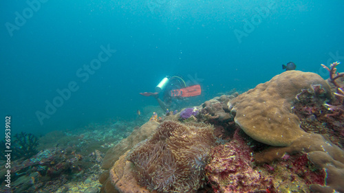 Underwater photography of the coral reef in Raja Ampat, Indonesia, the golden triangle. west papua.