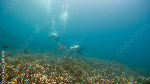 Underwater photography of the coral reef in Raja Ampat, Indonesia, the golden triangle. west papua.