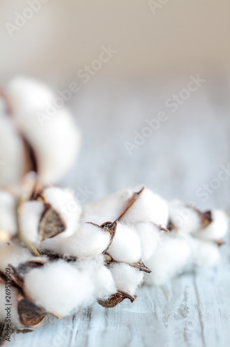 Abstract composition of cotton Boll flowers on stem. Blurred foreground and background with selective focus on center cotton boil and room for text.