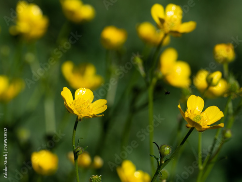 Flowers of yellow buttercup  sunny day. Blurred background with yellow flowers.