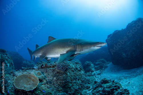 Grey nurse shark swimming in blue water over reef