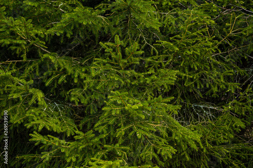grren tree background 