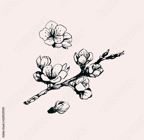 Branch of sakura blossom flowers hand drawn illustration ink