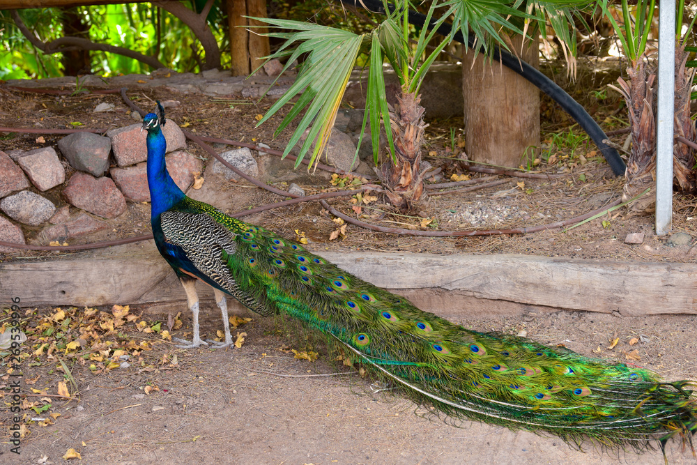 Obraz premium Peacock in the park on a bright sunny day. Peacock looks into the camera. 