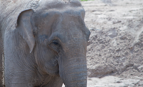 asian elephant against sandy background