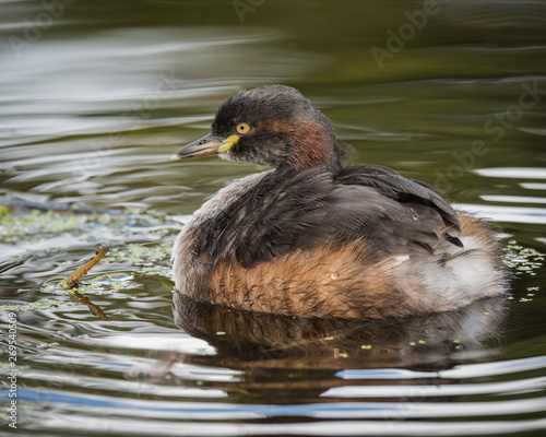 Australasian Grebe on the water at Mount Coot-tha in Brisbane, Queensland, Australia.
