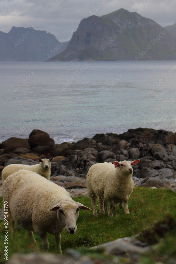 Schafe am Meer