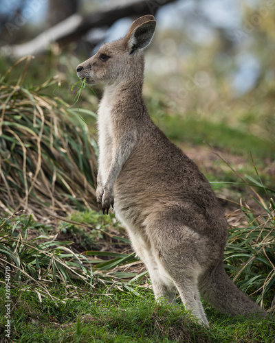 young kangaroo (Joey) at Point Lookout, North Stradbroke Island, Queensland, Australia © Matthew