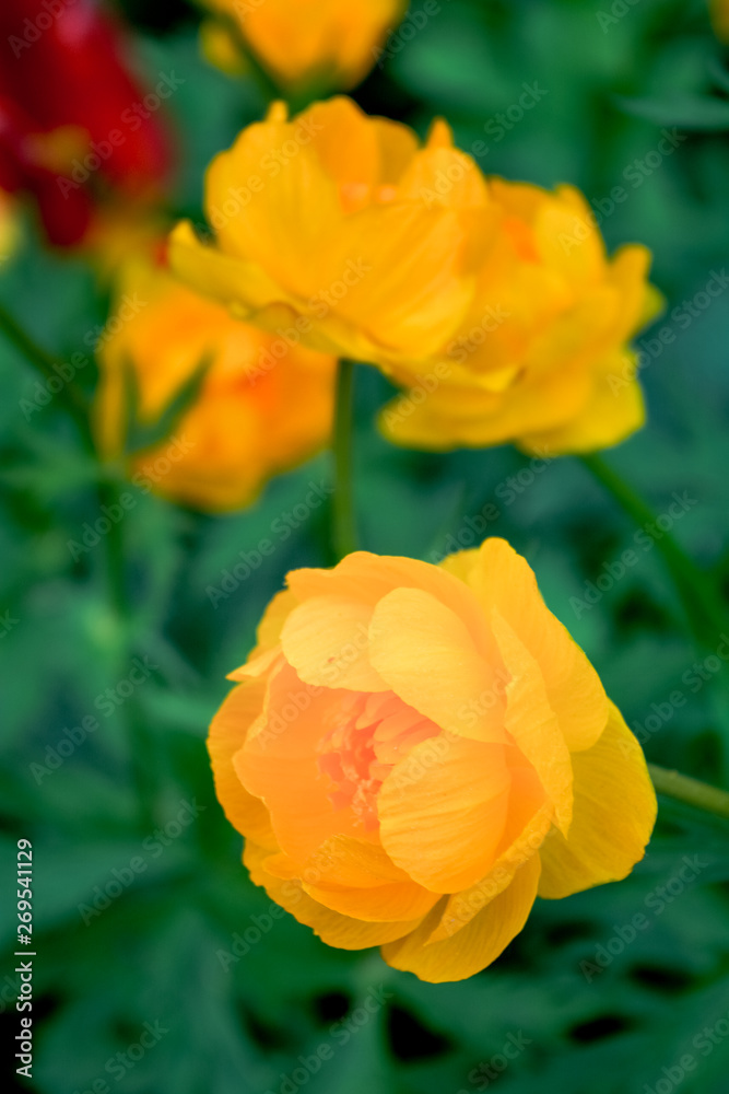 Blooming orange meadow flower in the garden Blooming orange meadow flower in the garden